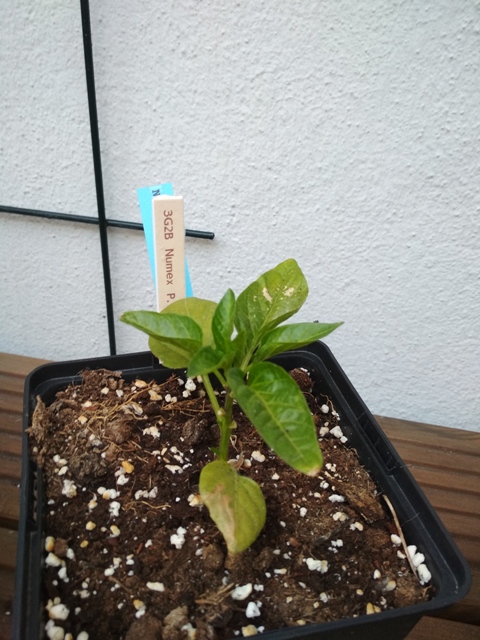 Numex_Pinata_2.jpg