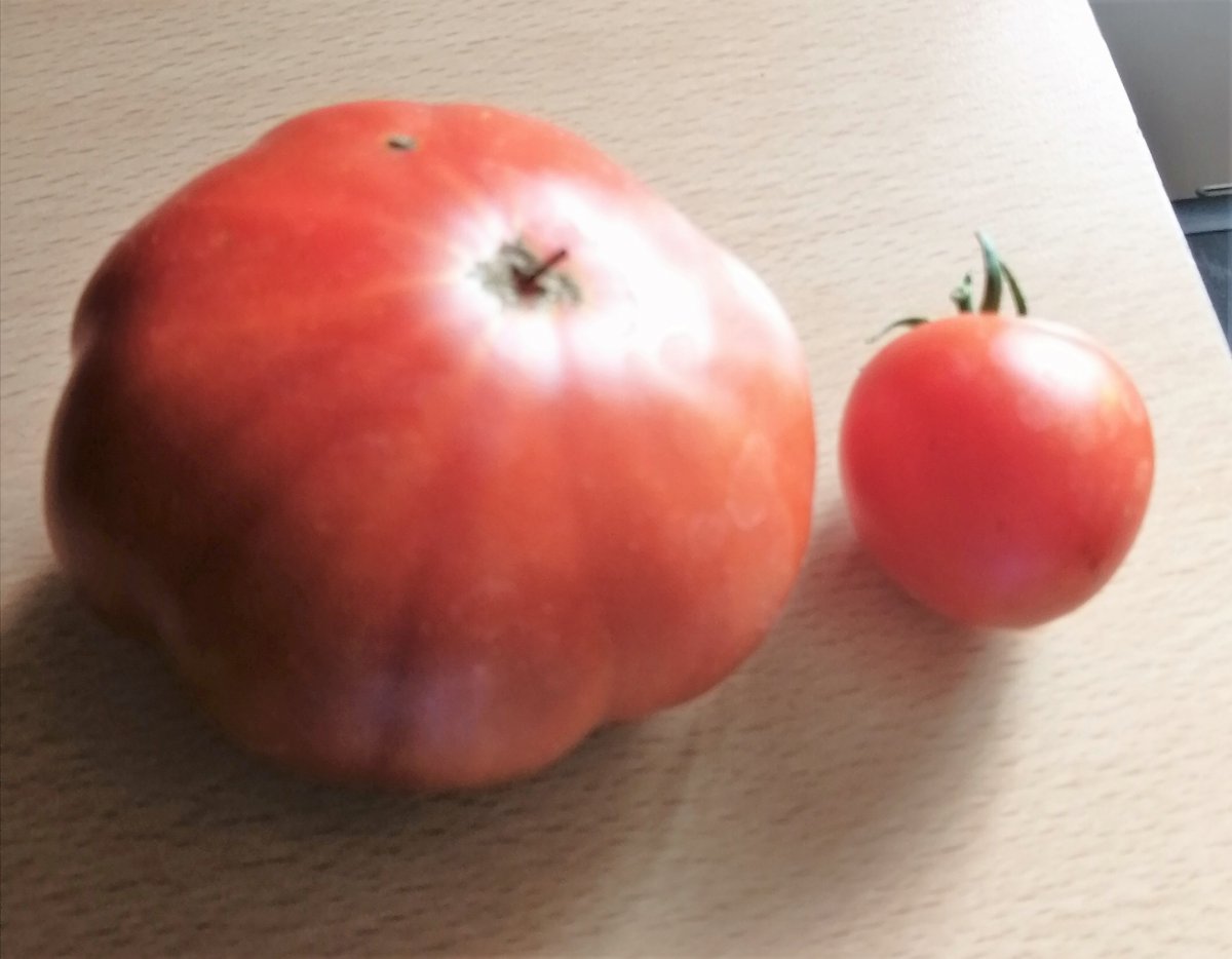 Ochsenherz-Stabtomate