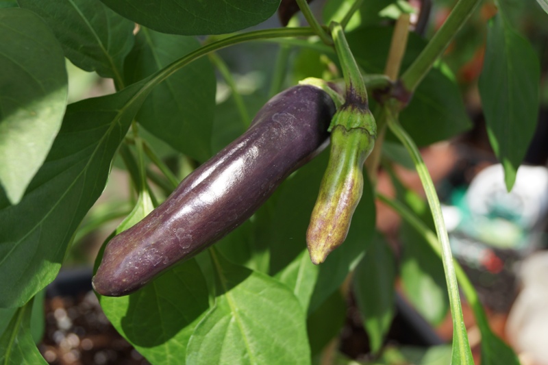 Oda_oda_Nicht_Beeren1.JPG