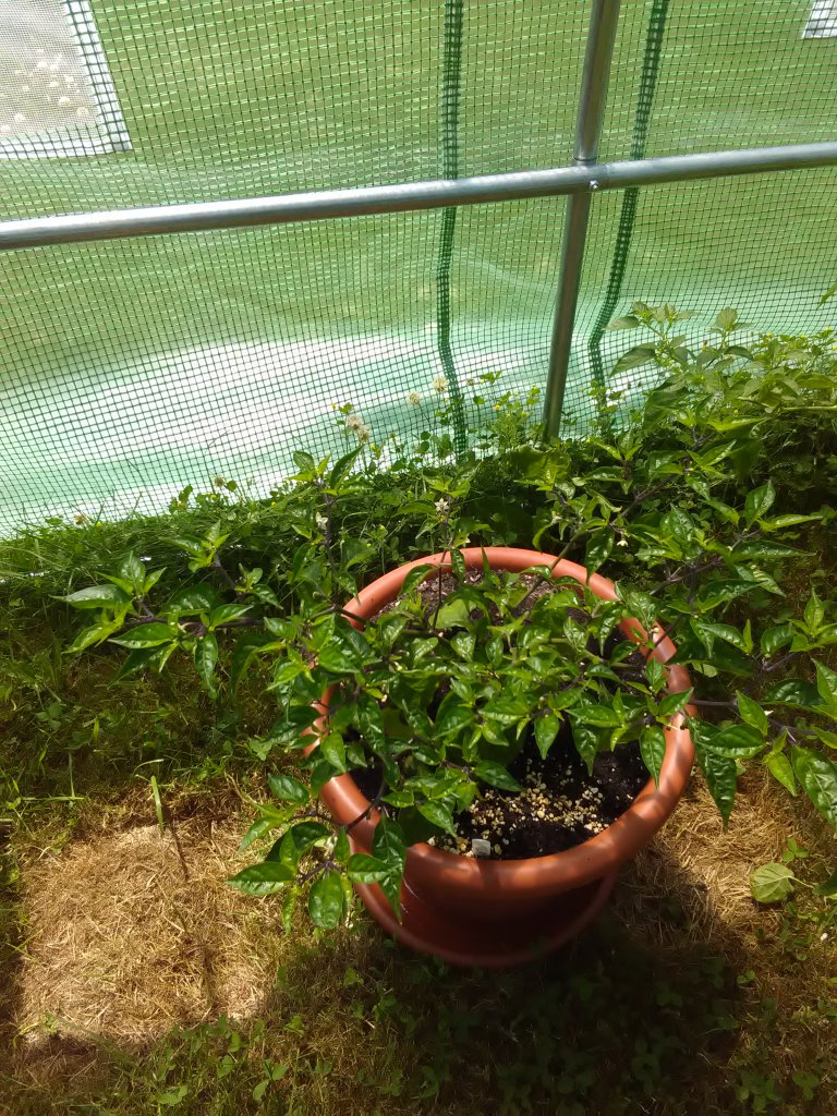 OL 21.6