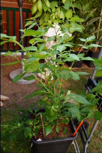 Olive Jolokia