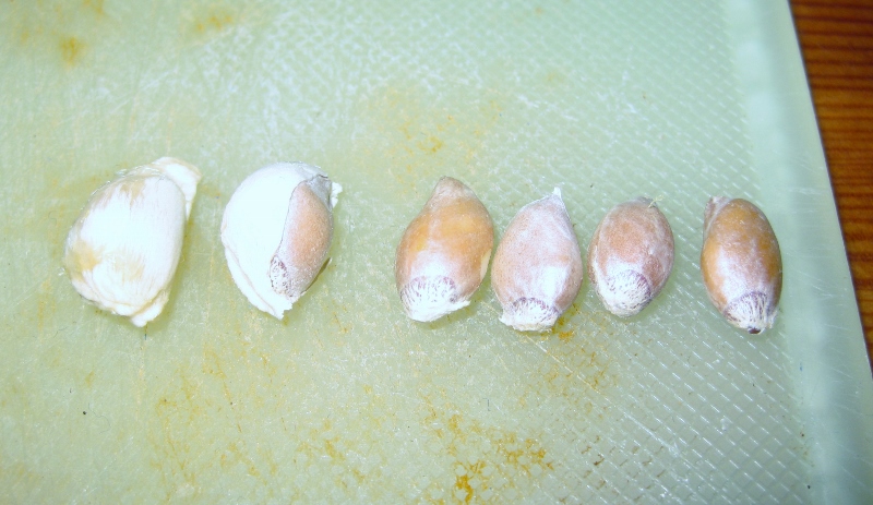 Orange Bäumchen Experiment