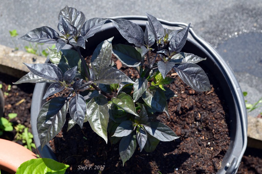 Orange Bhut x Neyde