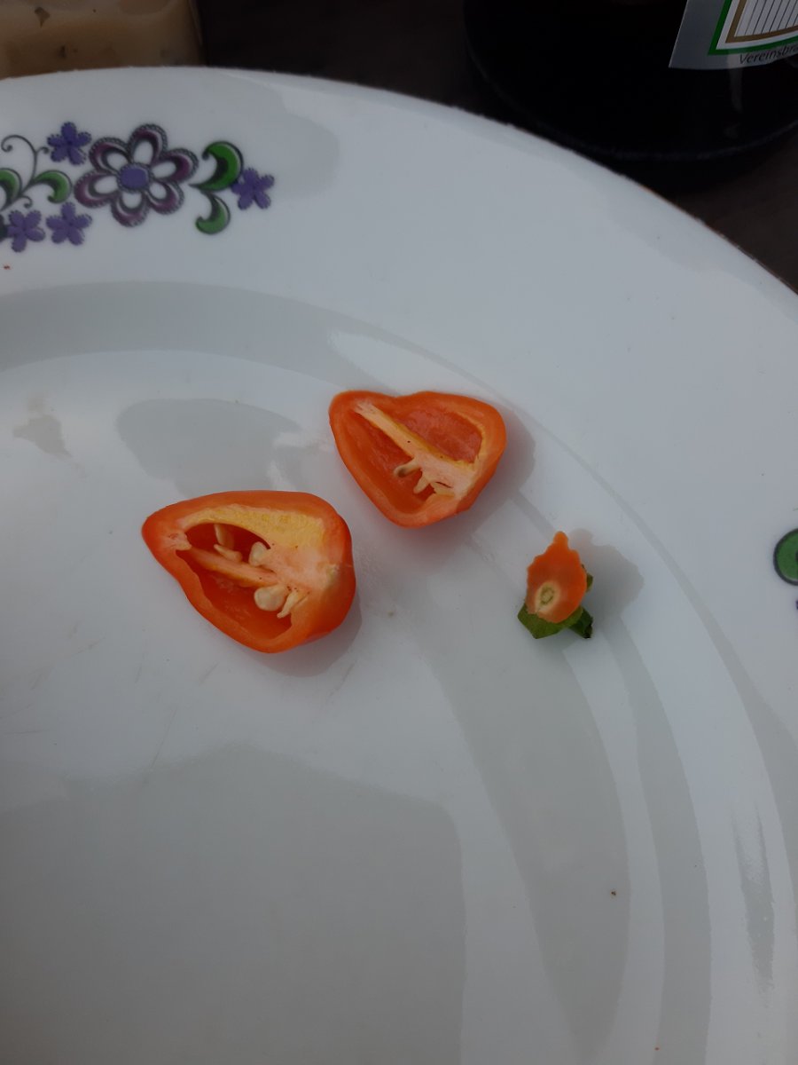 Orange Habbi2 11.7.