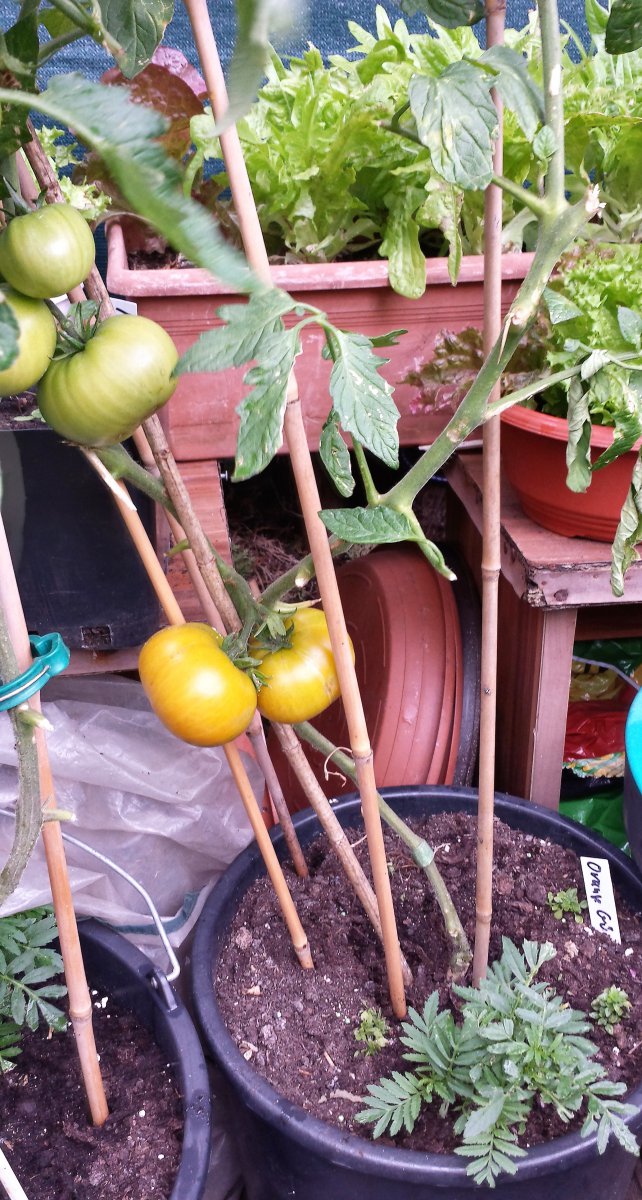 Orange Tomate