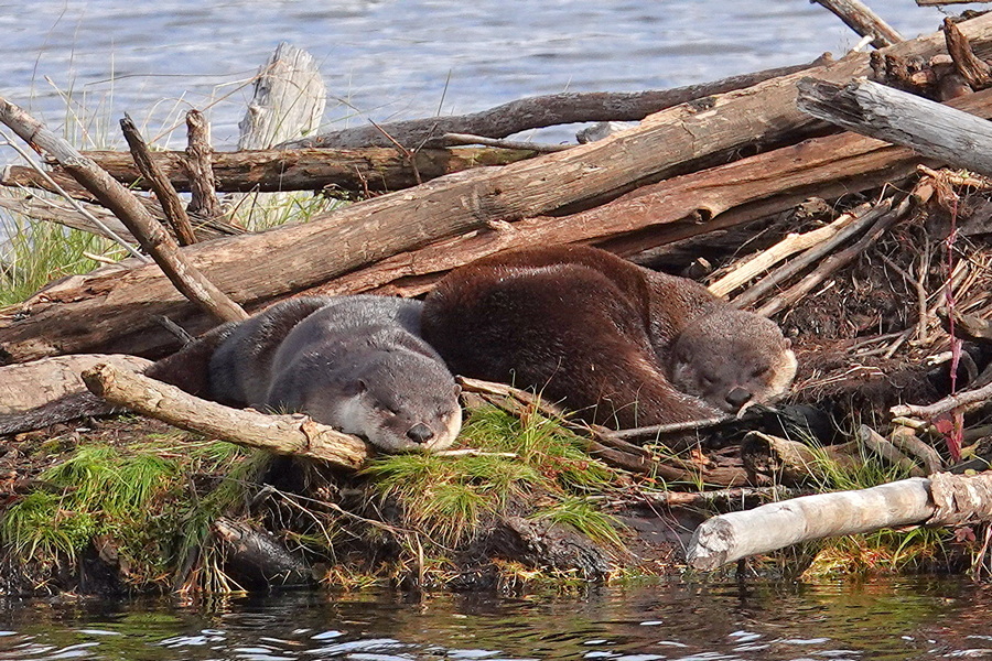 Otter