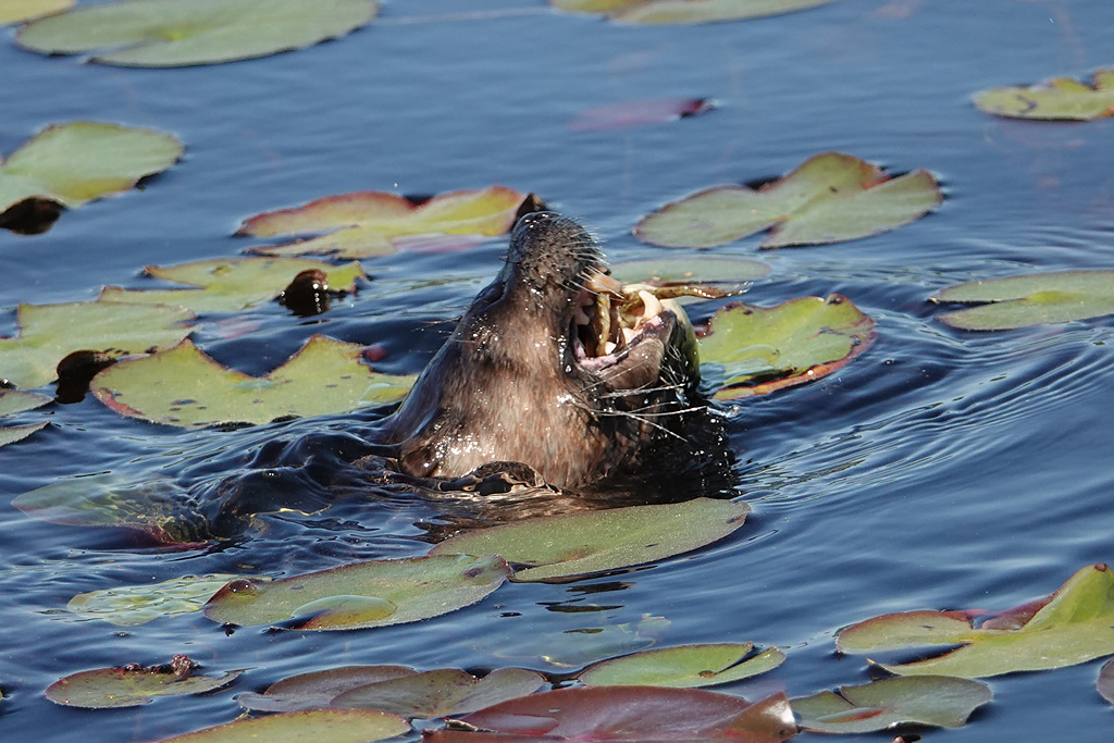 Otter_5