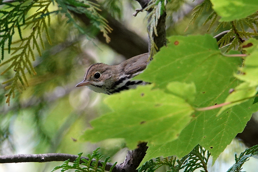 Ovenbird