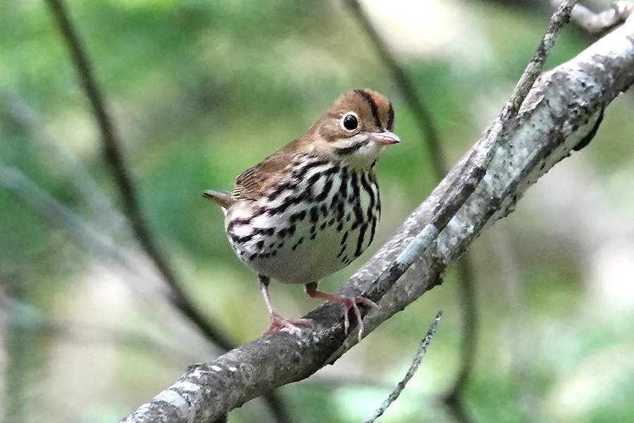 Ovenbird