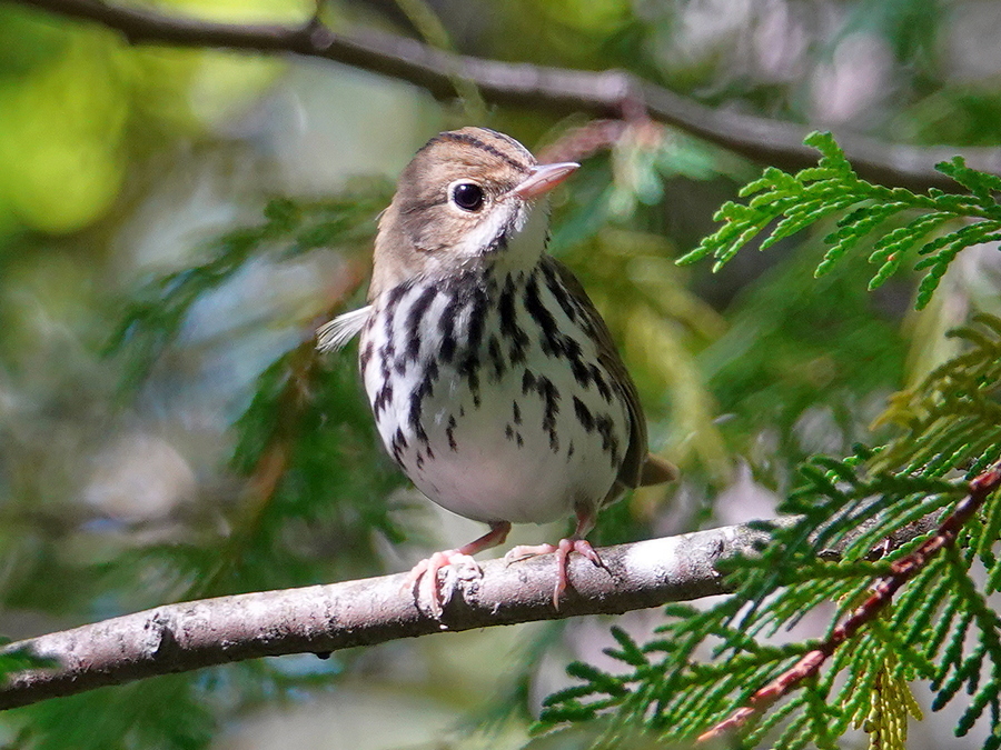 Ovenbird