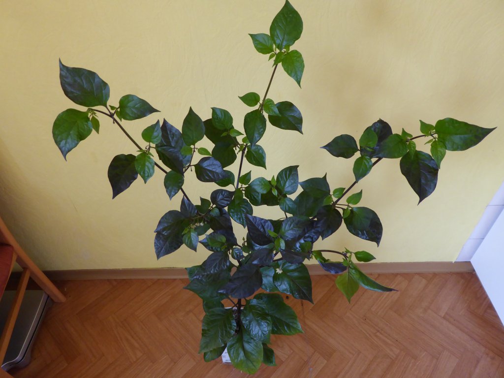 P1000233