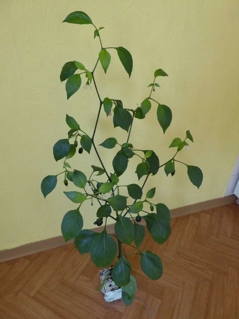 P1000250