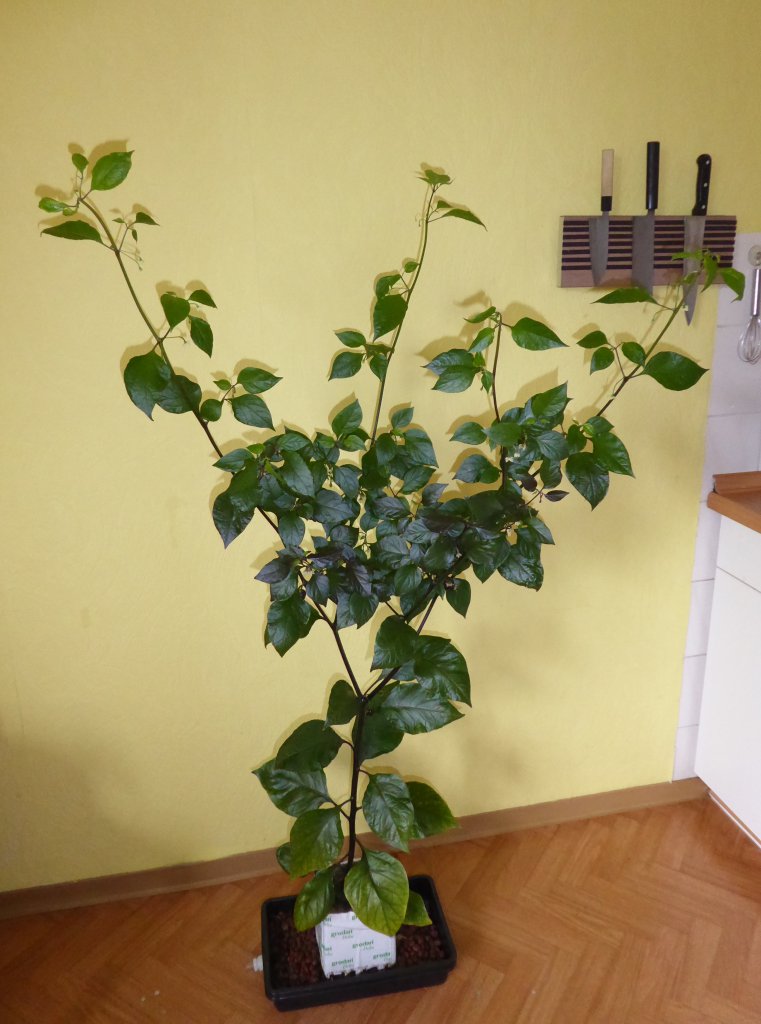 P1000291