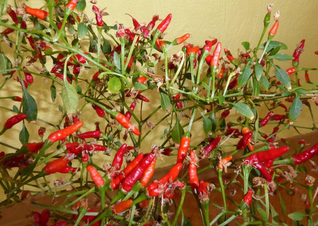 P1000394