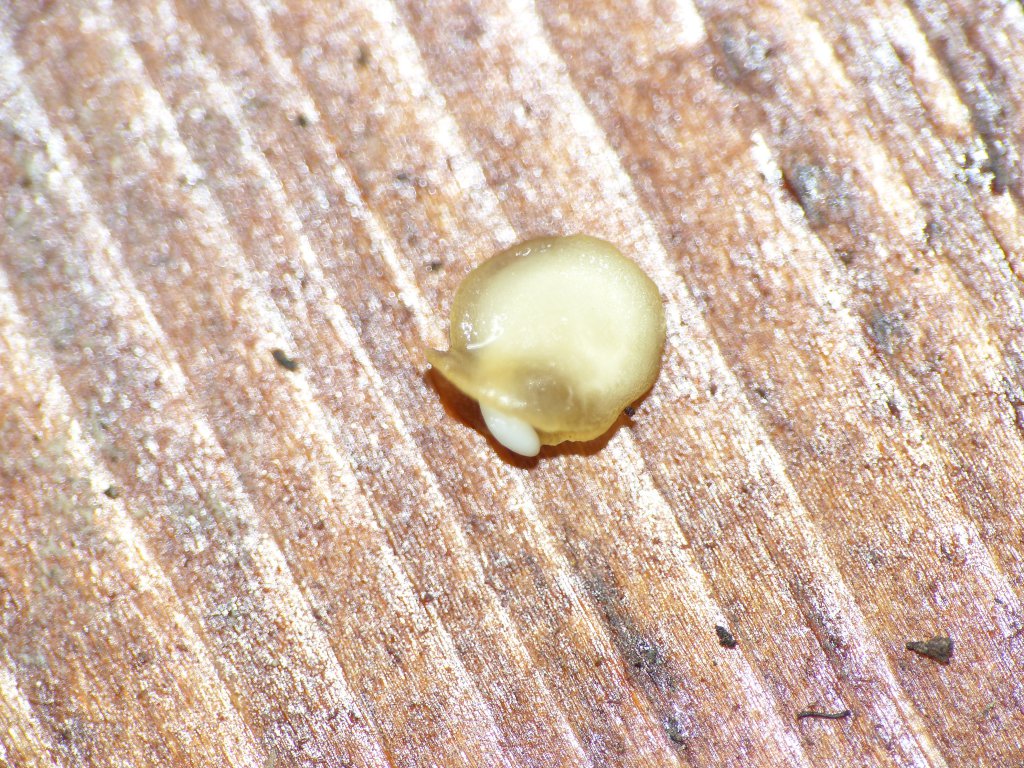 P1000466