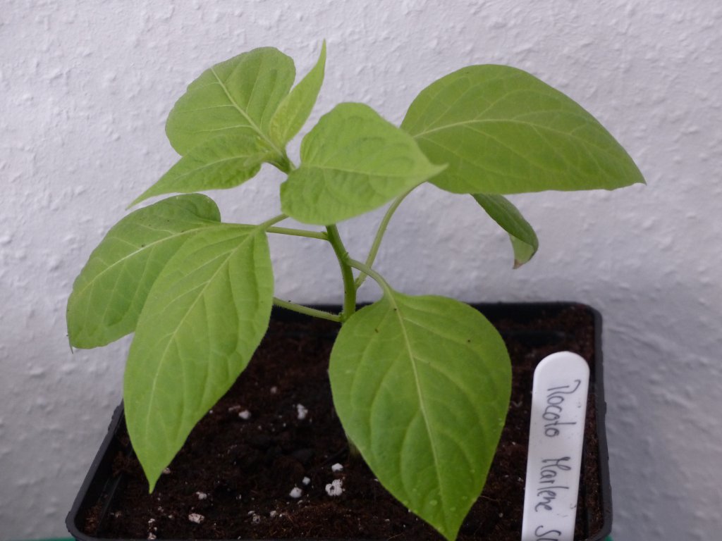 P1000482