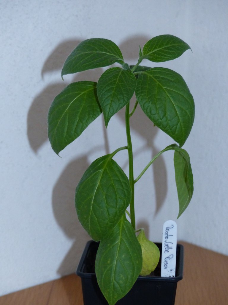 P1000586