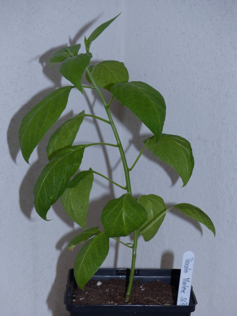 P1000587