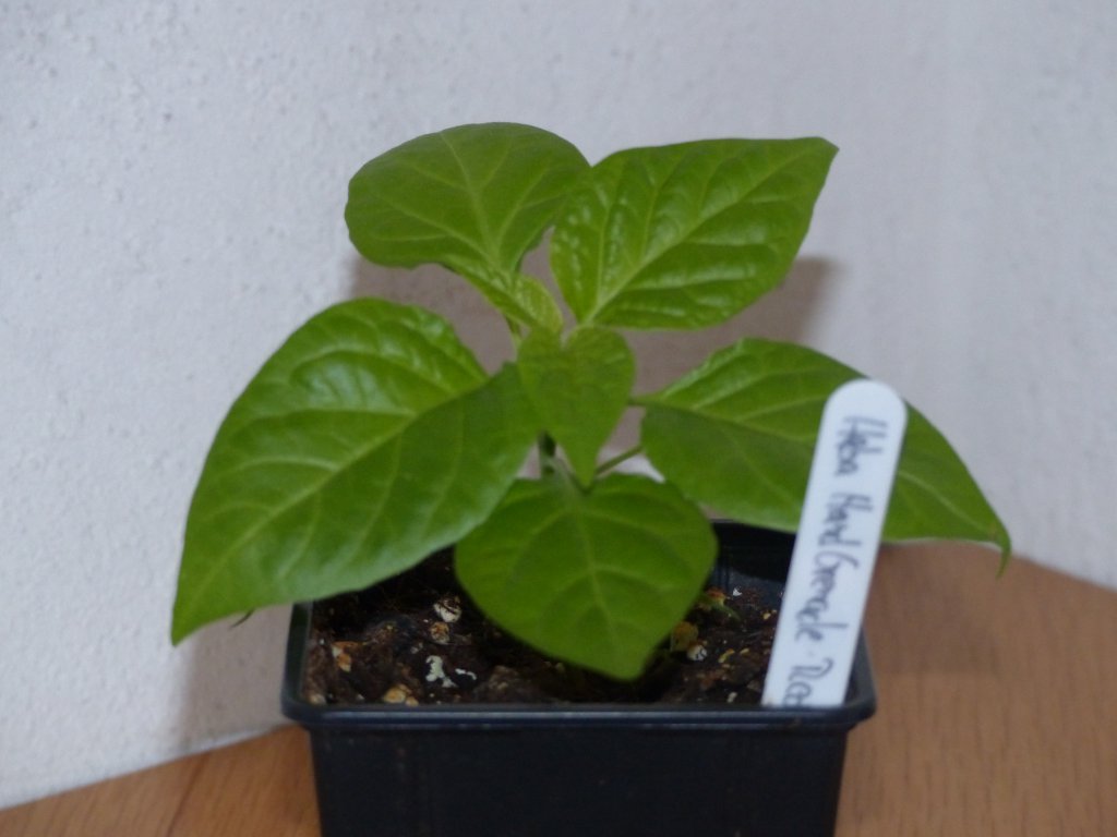 P1000596