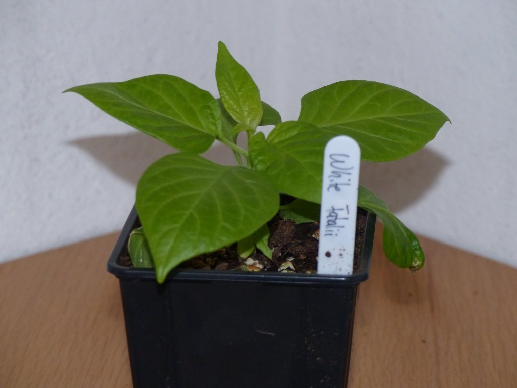 P1000598