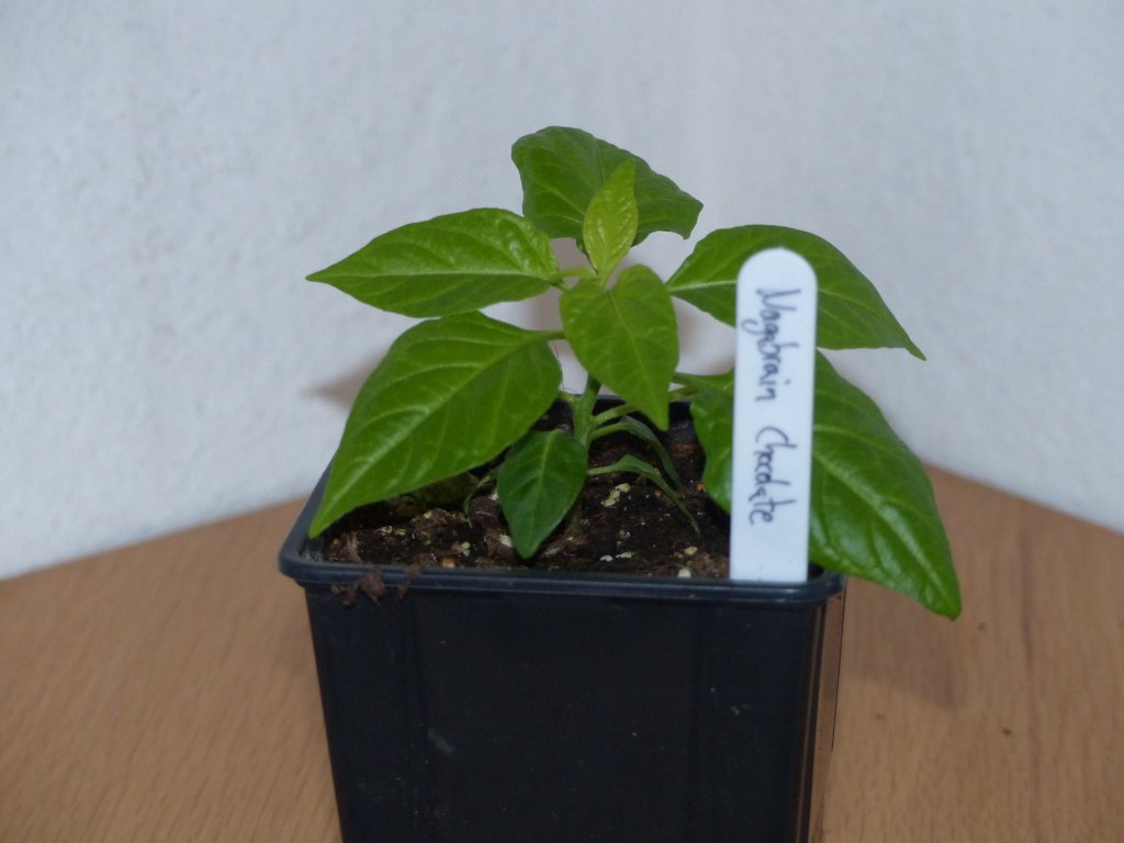 P1000600