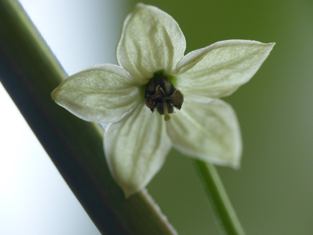P1000784