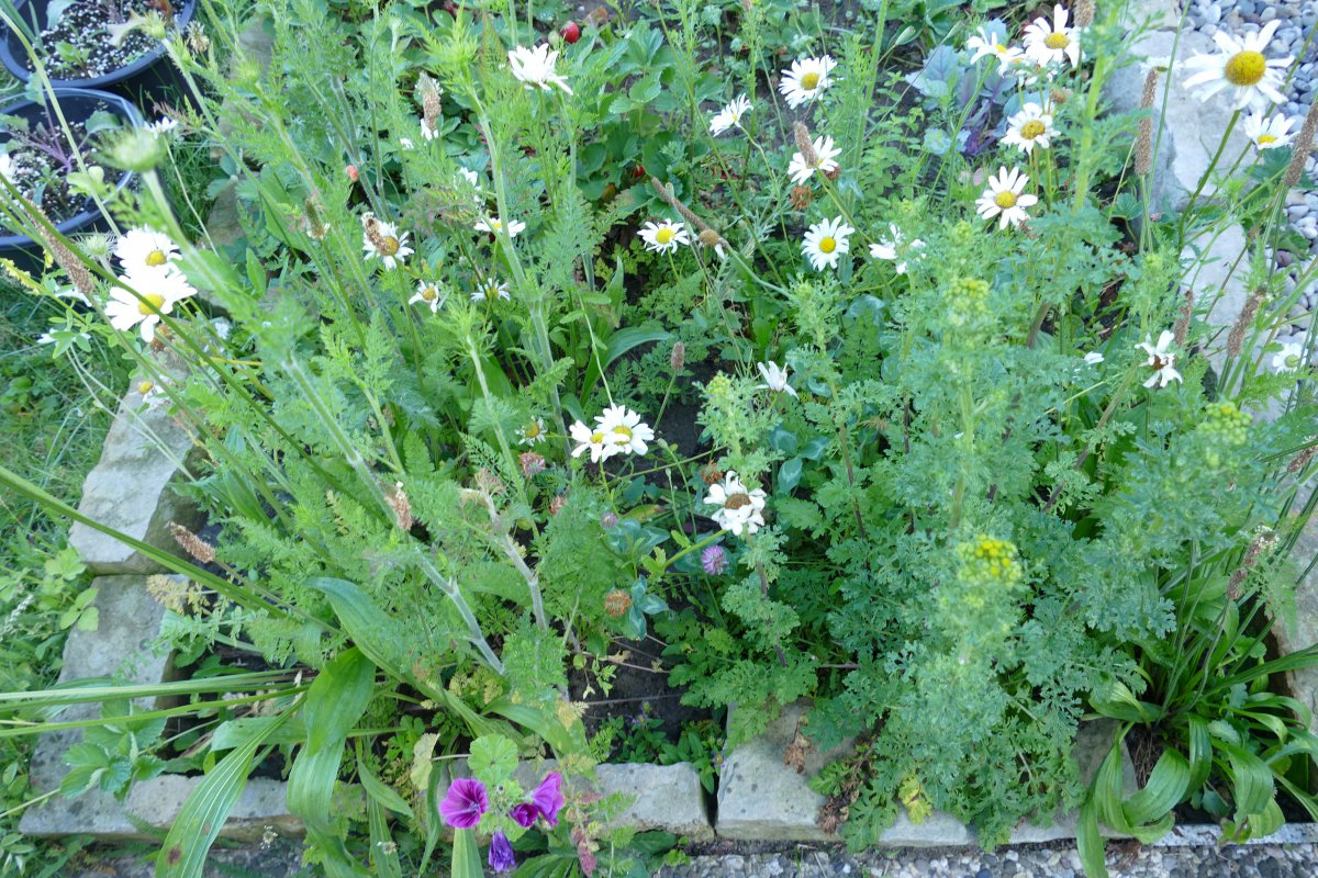 P1010113.JPG