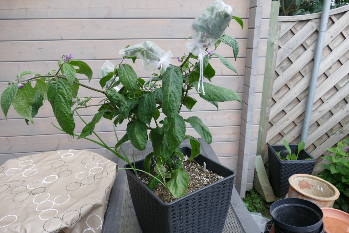 P1010167.JPG