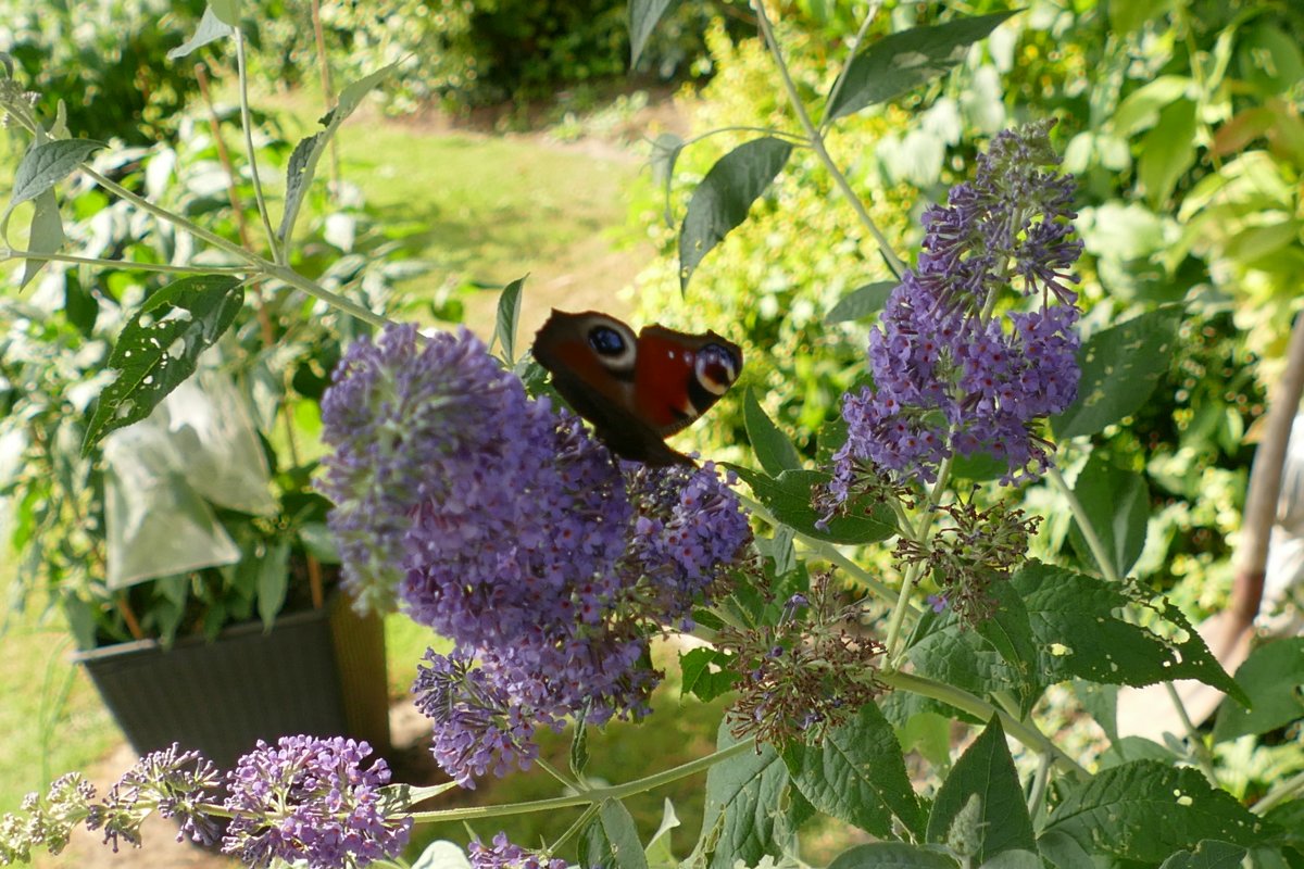 P1020099.JPG