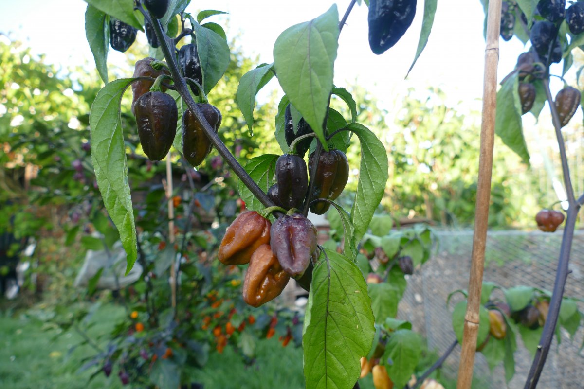 P1020181.JPG