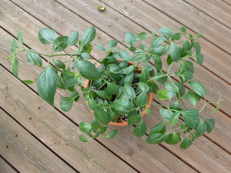 P1040423