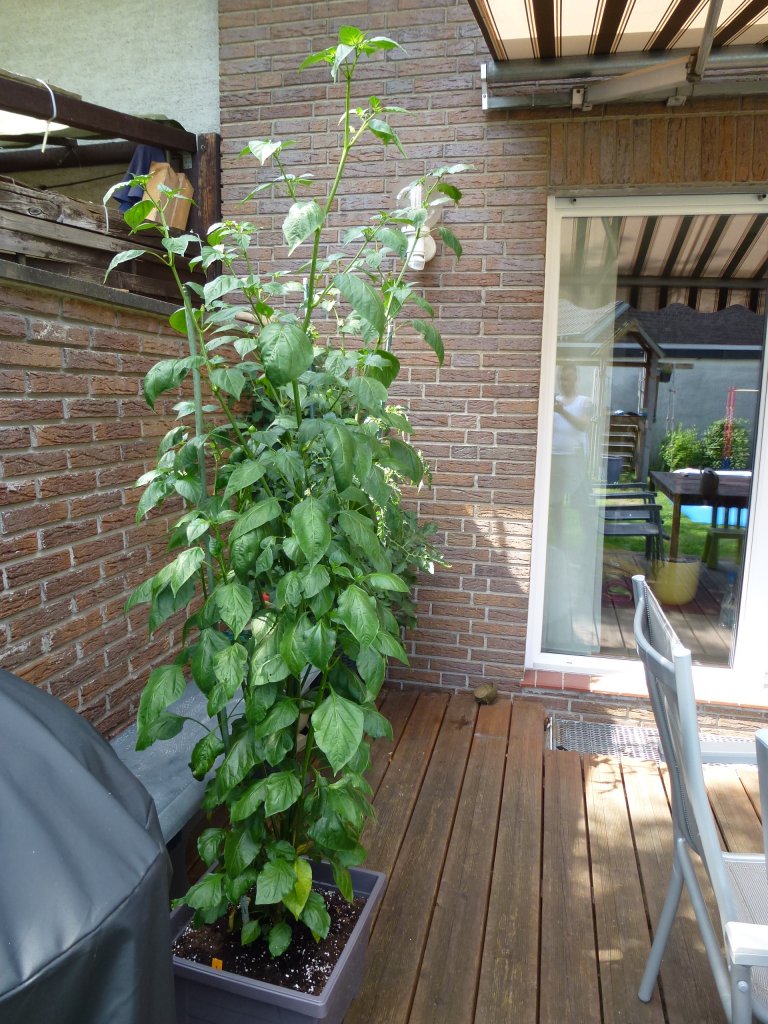 P1040781