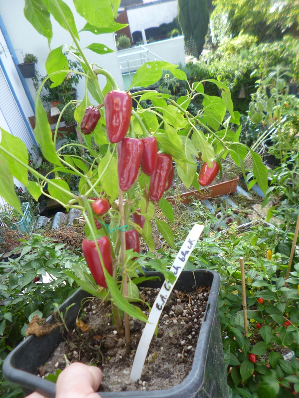 P1250362
