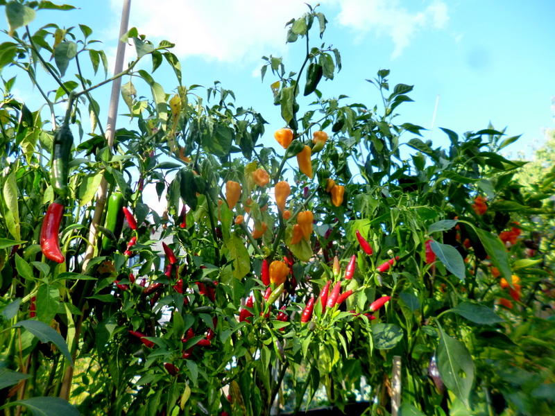 P1250574