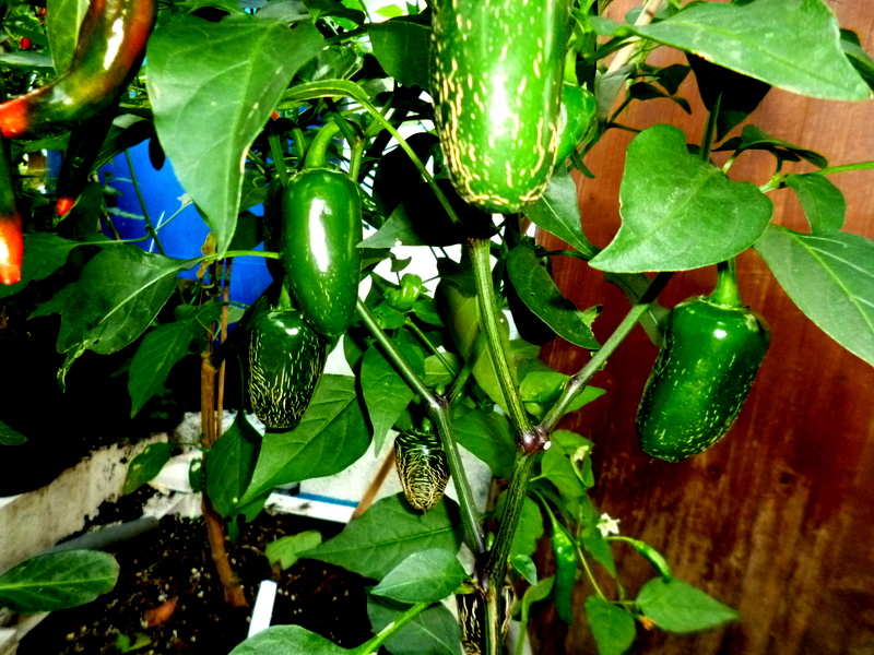 P1250602