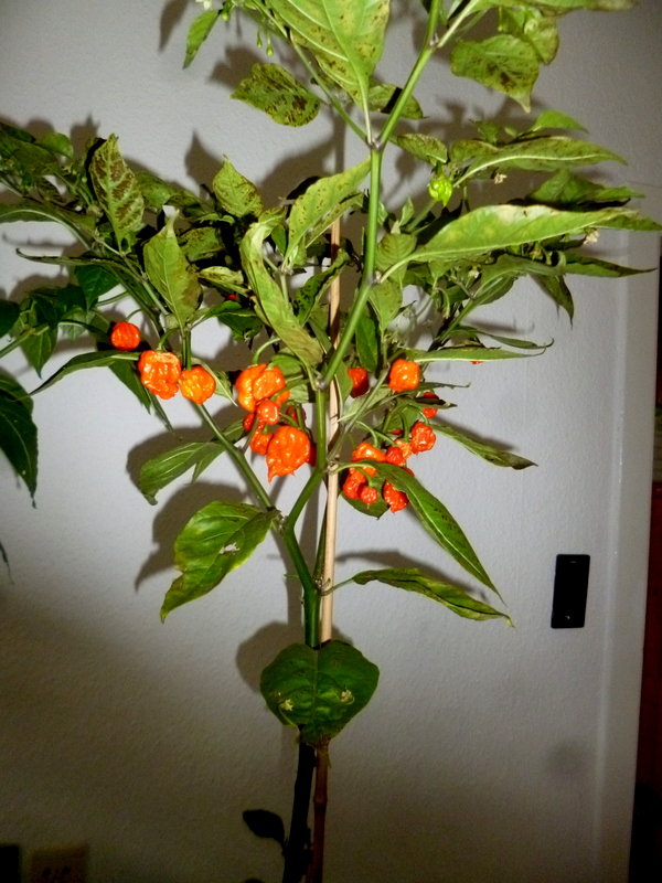 P1250779