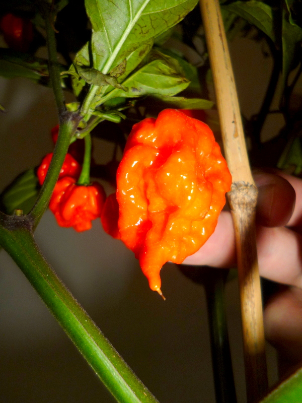 P1250782