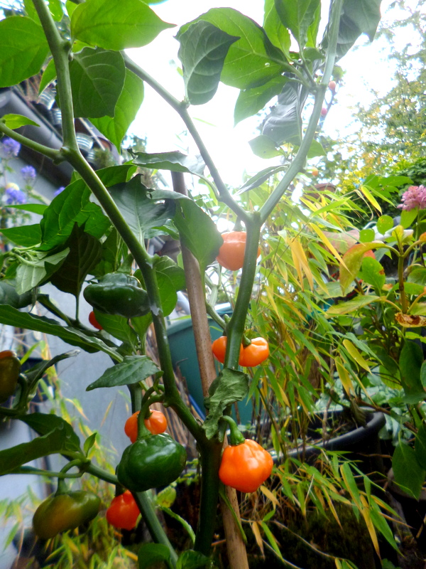 P1250791