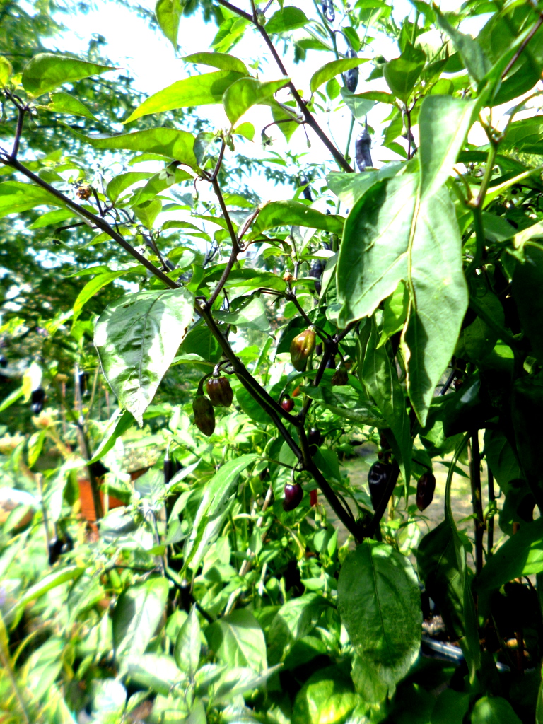 P1300654