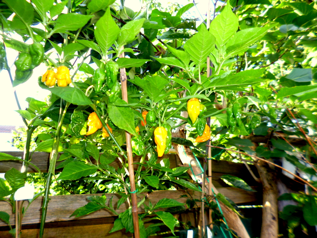 P1300866