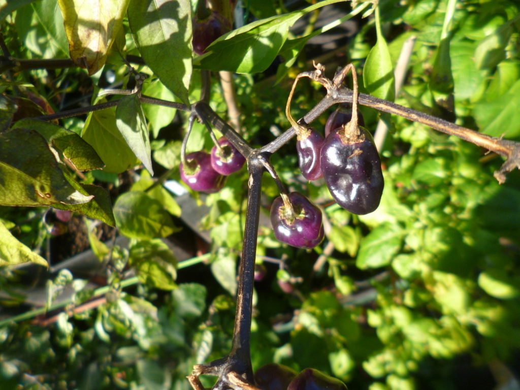 P1310960