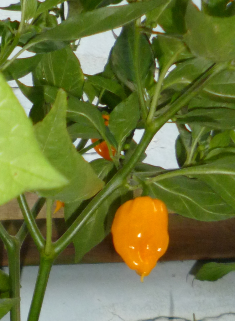 P1320037