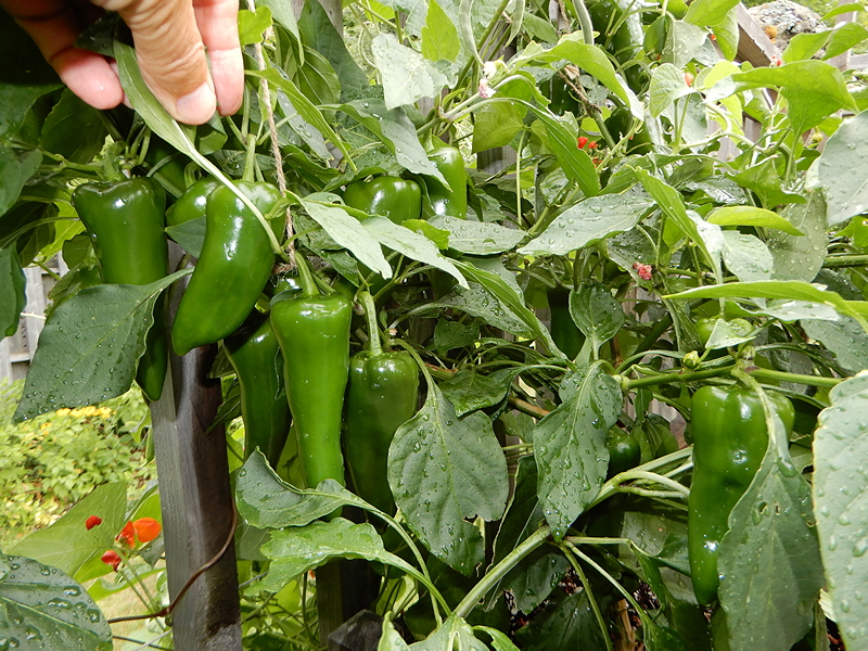 Palermo X Jalapeno
