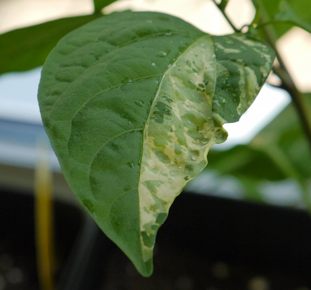 Panaschiertes Blatt