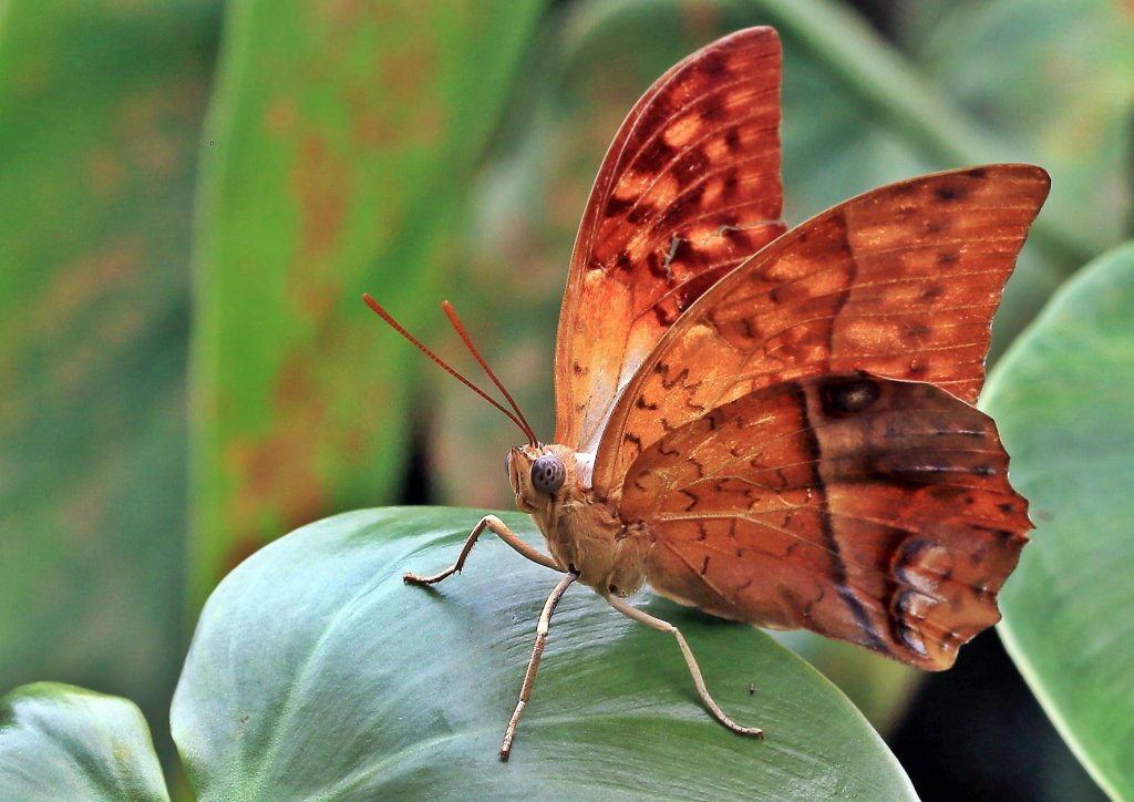 Papiliorama 211