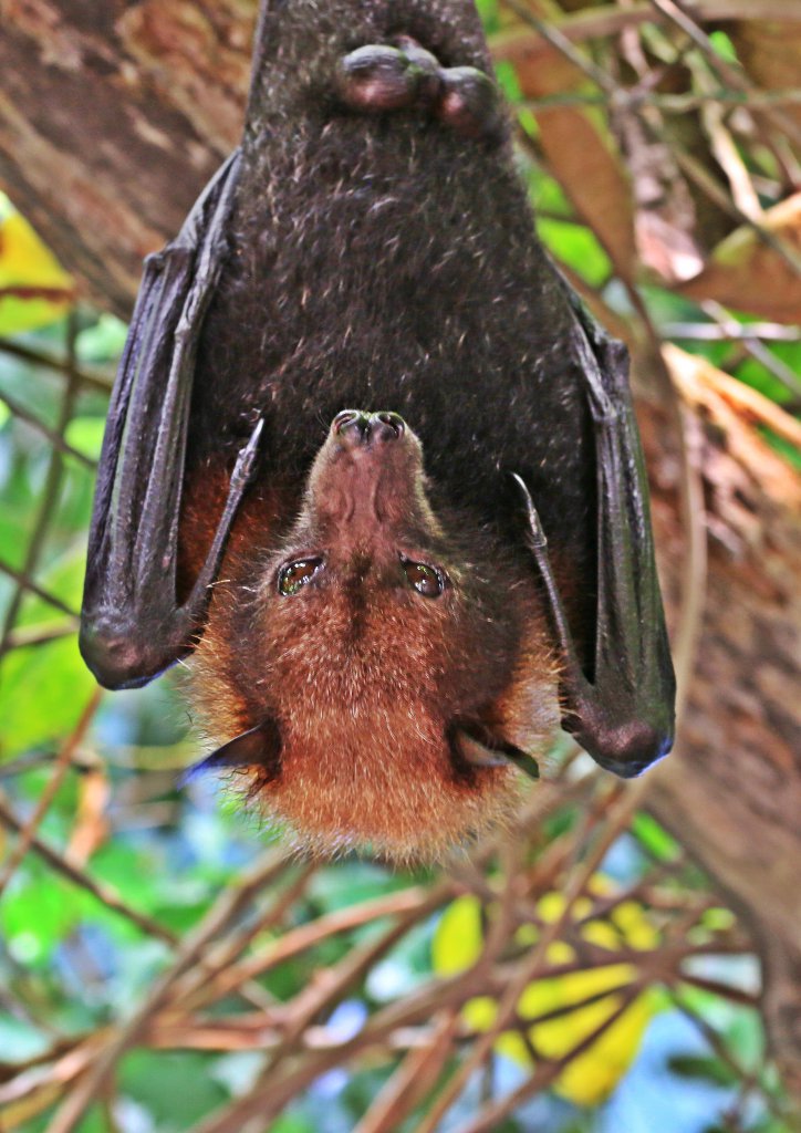Papiliorama 214