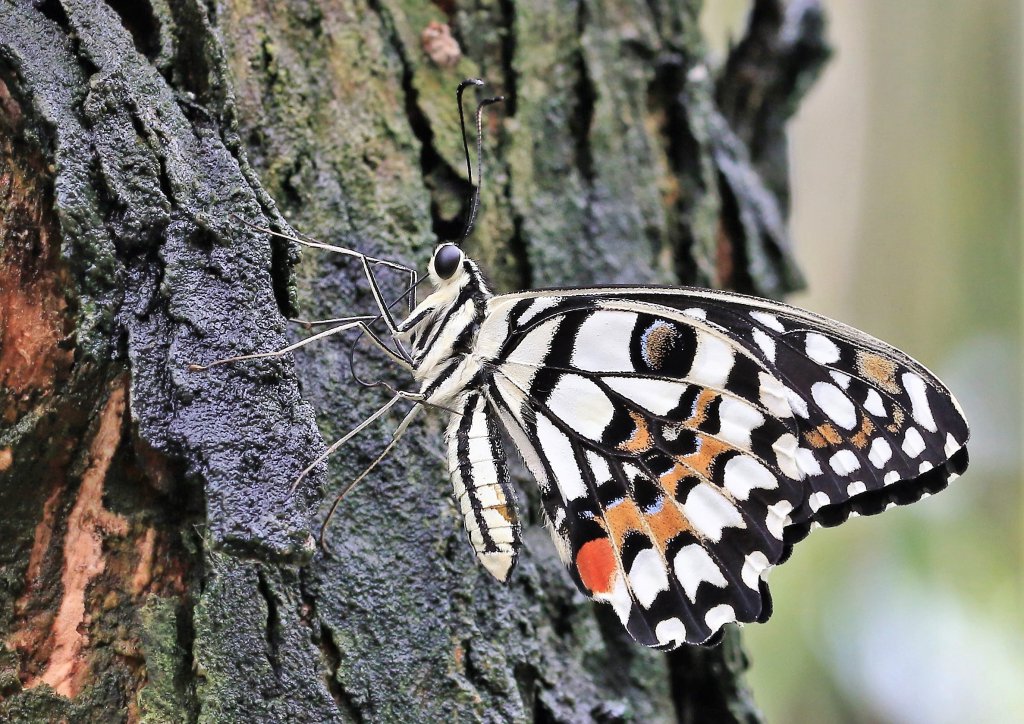 Papiliorama 218