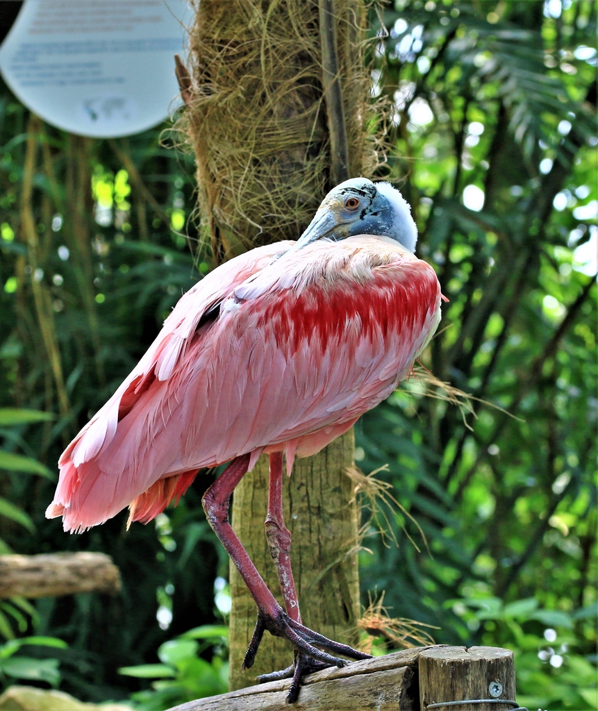 Papiliorama 221