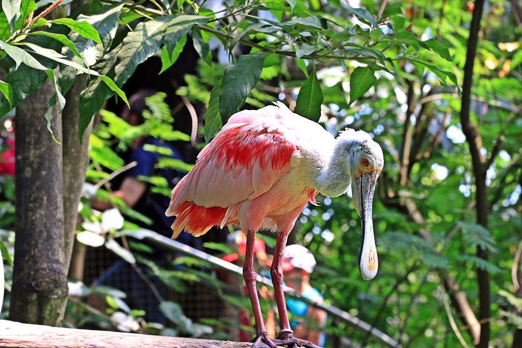 Papiliorama 222