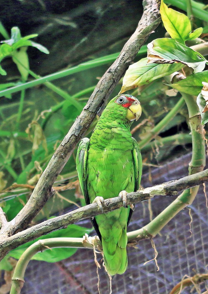 Papiliorama 223
